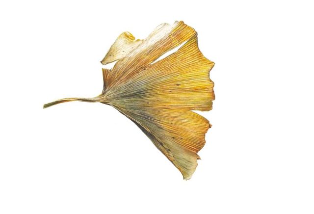 ginkgo-leaf-painting